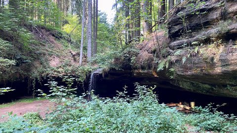 Der Wasserschaupfad bei Herschberg im Sommer