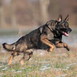 Mutmaßlich deutscher Schäferhund beißt Paketzusteller