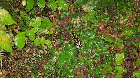 Feuersalamander durch Bau einer Wasserleitung bedroht