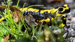 Ein Feuersalamander auf einem Waldweg