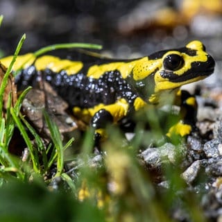 Ein Feuersalamander auf einem Waldweg