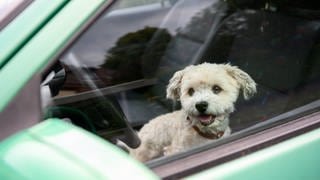 Ein kleiner Hund schaut aus einem Auto. (Symbolbild)