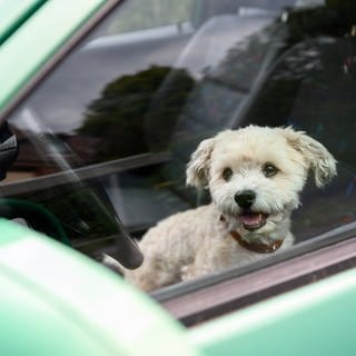 Ein kleiner Hund schaut aus einem Auto. (Symbolbild)