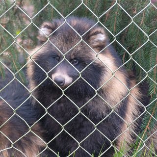 Die beiden Marderhunde Emi und Asami wurden von den Tierschützen aus einer Pelzfarm gerettet und in der Tierauffangstation in Maßweiler untergebracht.