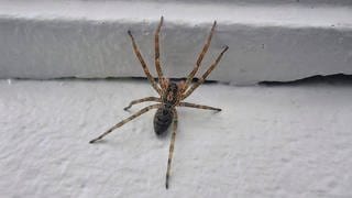 Nosferatu-Spinne in Weilerbach bei Kaiserslautern entdeckt