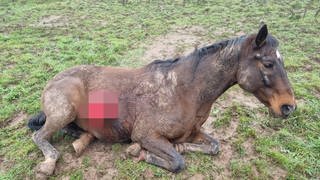Pferd in Horschbach im Kreis Kusel misshandelt