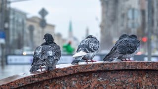 Tauben in der Stadt