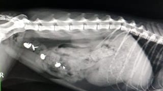 Röntgenaufnahmen einer Katze, im Körper sind Reißzwecke deutlich erkennbar