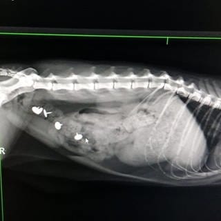 Röntgenaufnahmen einer Katze, im Körper sind Reißzwecke deutlich erkennbar