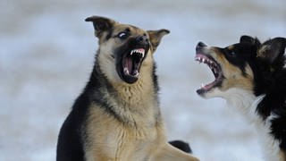 Zwei aggressive Hunde mit gefletschten Zähnen.