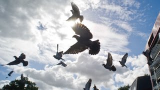 Viele Tauben fliegen durch die Luft