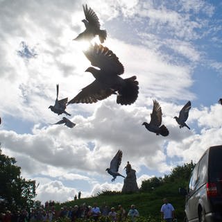 Viele Tauben fliegen durch die Luft