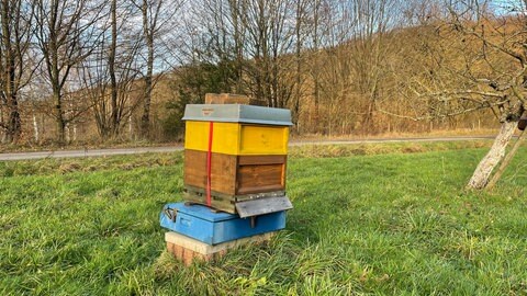 Ein Bienenstock in Obermoschel.