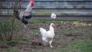 Hühner auf einem Feld - Geflügelpest im Kreis Kusel nachgewiesen worden
