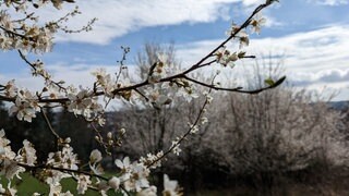 Zweibrücken blüht auf. Frühlingsstart in der Westpfalz.