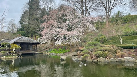 Weiße Kirschblütenbäume am Teehaus im Japanischen Garten in Kaiserslautern