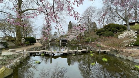 Japanischer Garten mit Blick auf Koiteich, Teehaus und Kirschblüten  