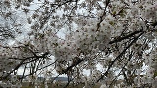 Kirschblüten im Japanischen Garten 