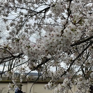 Kirschblüten im Japanischen Garten 