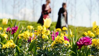 Kaiserslautern will von der BUGA profitieren und pflanzt viele Blumen