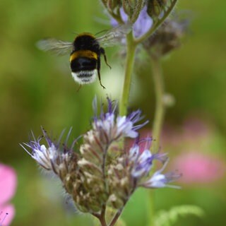 Hummel fliegt über eine Wiese