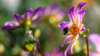 Hummel sammelt Pollen von einer Blüte: Das will der BUND Kaiserslautern verstärkt möglich machen