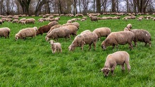 Eine Schafherde grast auf einer Weide.