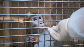 Affe im Käfig wegen Tierversuch