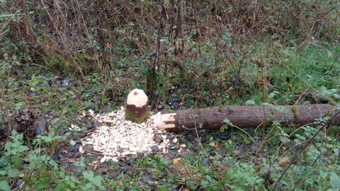 Eindeutiger geht die Spur gar nicht mehr: Ein Biber hat in der Südwestpfalz einen Baum gefällt.