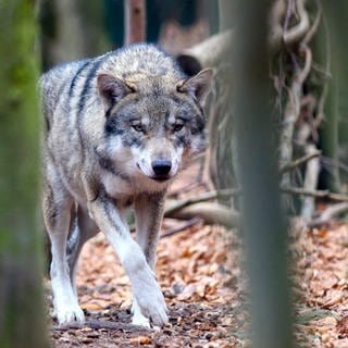 Der Wolf sorgt in der Pfalz bei etlichen Nutztierhaltern für Unmut. Sie haben Angst, dass ihre Schafe oder Ziegen gerissen werden. 