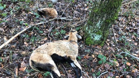 Tote Schafe bei Spesbach gefunden