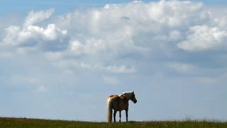 Pferd auf Koppel bei Medard im Kreis Kusel getötet