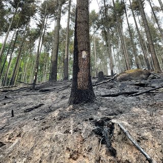 Verbrannte Bäume nach einem Waldbrand in der Nähe von Schönau im Kreis Südwestpfalz