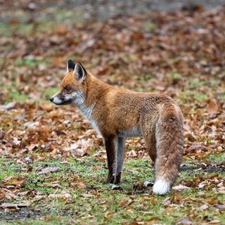 Bei einem Fuchs im Donnersbergkreis ist die Geflügelpest nachgewiesen worden