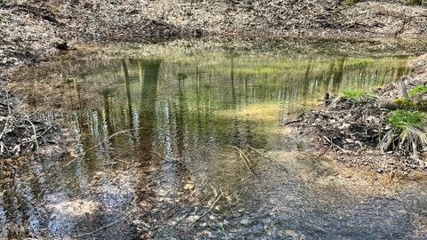 Auch im Westen der Pfalz macht sich der Klimawandel im Wald bemerkbar. Damit der Boden im Sommer nicht komplett austrocknet, wurden an mehreren Stellen am Donnersberg Tümpel angelegt. Diese sollen auch ein Schutz vor Hochwasser bieten. 