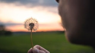 Pollenflug löst Heuschnupfen und Allergie aus