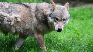 Wolf im Kreis Kaiserslautern gesichtet - ein Wolf in Nahaufnahme