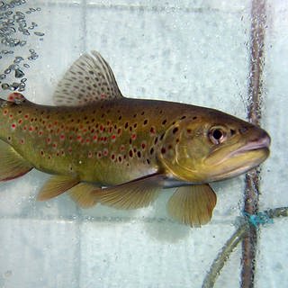 Mehr als 100 Fische sind im Unnerbach in Berschweiler bei Baumholder verendet. Die Polizei sucht die Ursache.