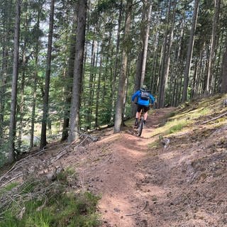 Pfälzerwald: Mountainbiker fährt auf einem Single Trail 