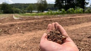 Wegen der Trockenheit sorgt sich Landwirt Daniel Fischer vom Hitscherhof Kürbishof in Maßweiler im Kreis Südwestpfalz wie andere Bauern in der Westpfalz um seine Ernte.