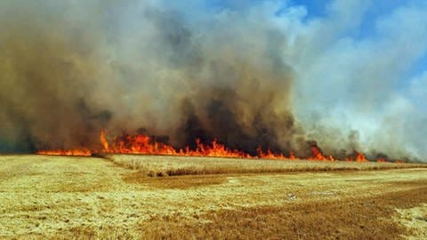 Sechs Brände auf Acker- und Waldflächen im Donnerbergkreis - Ackerfläche steht in Flammen