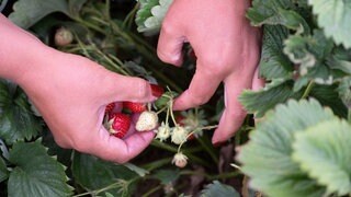 Bilanz der Ernte von Erdbeeren im Westen der Pfalz - Erdbeeren werden geerntet