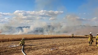 Ein Falken-Paar hat bei Niederkirchen im Kreis Kaiserslautern einen Flächenbrand ausgelöst.