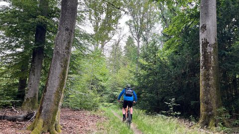 Pfälzerwald: Mountainbiker fährt gemütlichen Streckenabschnitt