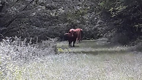 Ein Schnappschuss der ausgebüxten Kühe bei Reifenberg