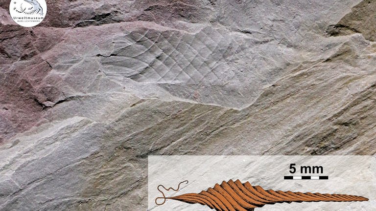 Fossilien, die am Remigiusberg bei Kusel gefunden wurden