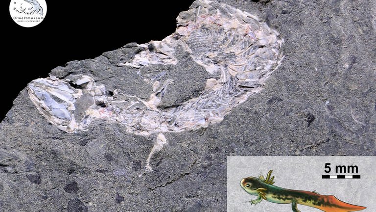 Fossilien, die am Remigiusberg bei Kusel gefunden wurden