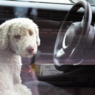 Hund sitzt in Auto 