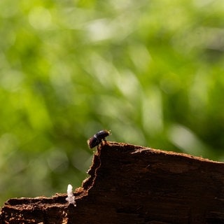 Wegen des Klimawandels hat der Borkenkäfer im Pfälzerwald wohl bald keine Zukunft mehr.