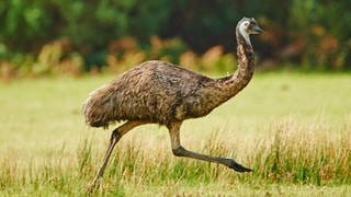 Der entlaufene Emu im Kreis Kaiserslautern ist immer noch auf der Flucht.